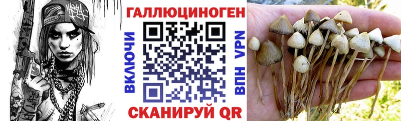 Купить где  Каменка  Галлюциногенные грибы Cubensis 